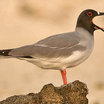 Swallow-tailed Gull